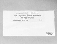 Phyllachora graminis image
